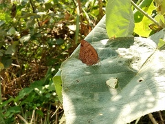 Arhopala centaurus