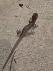 Aneides lugubris