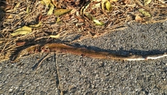 Fowlea flavipunctata