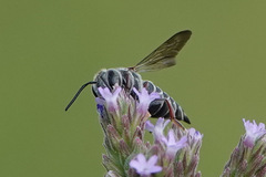 Coelioxys sayi