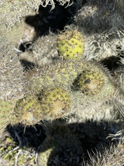 Opuntia pycnantha