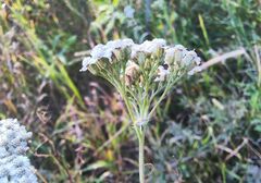 Achillea asiatica