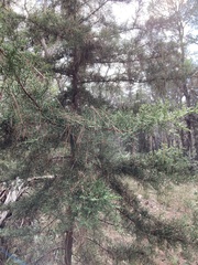 Cupressus sempervirens