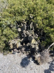 Opuntia pycnantha