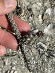 Peniocereus striatus