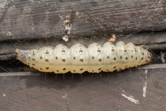 Paracorsia repandalis