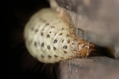 Paracorsia repandalis