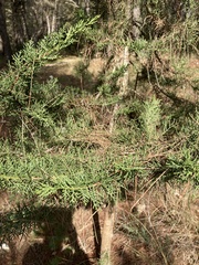 Cupressus sempervirens