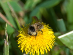 Bombus veteranus