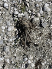 Peniocereus striatus