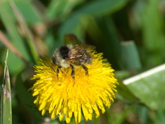 Bombus veteranus
