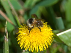 Bombus veteranus