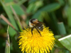 Bombus veteranus