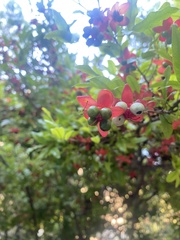 Ochna serrulata