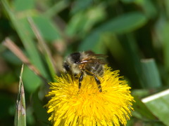 Bombus veteranus