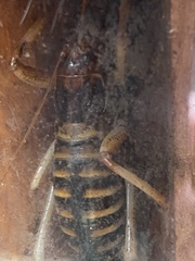 Hemideina crassidens