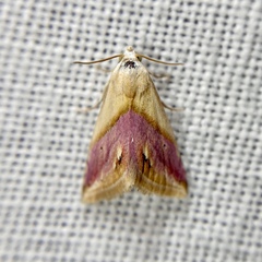 Eublemma cochylioides