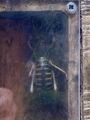 Hemideina crassidens