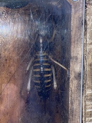 Hemideina crassidens