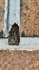 Agrotis gladiaria