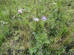 Scabiosa comosa