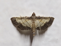 Marasmia poeyalis