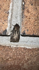 Agrotis gladiaria