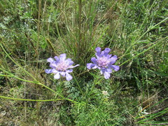 Scabiosa comosa