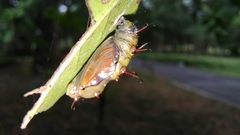 Vagrans sinha