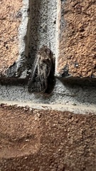 Agrotis gladiaria