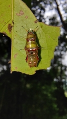 Vagrans sinha