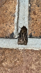 Agrotis gladiaria