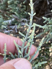 Arthroceras subterminale