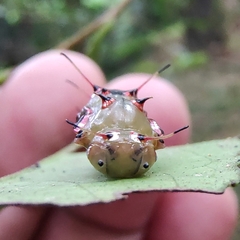 Vagrans sinha