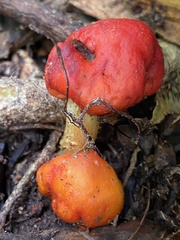 Leratiomyces erythrocephalus