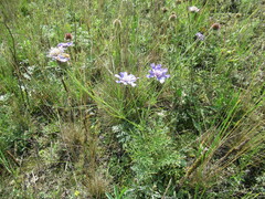 Scabiosa comosa