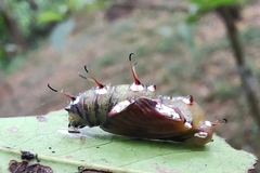Vagrans sinha