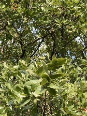 Quercus trojana