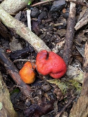 Leratiomyces erythrocephalus