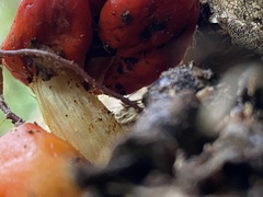 Leratiomyces erythrocephalus
