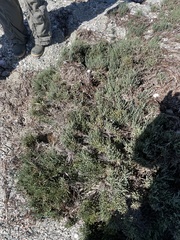 Arthroceras subterminale