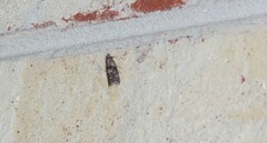 Sciota subcaesiella