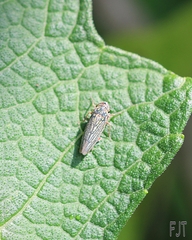 Chlorogonalia losoplanensis