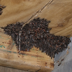 Leptocoris mitellatus