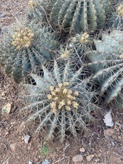 Ferocactus glaucescens