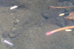 Rhinichthys atratulus