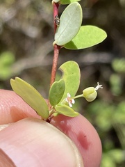 Euphorbia magdalenae