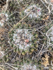 Mammillaria compressa
