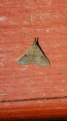 Renia flavipunctalis