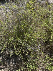 Euphorbia magdalenae